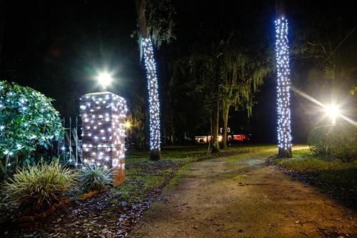 this image shows tree wrapping in Sacramento, CA